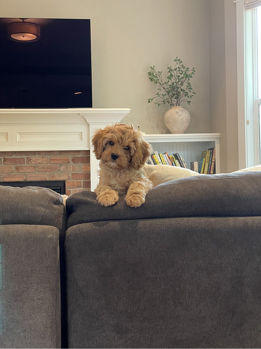 Queso the Cavapoo